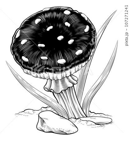 Mushroom Toadstool Fungus Vintage Engraved Woodcut Mushroom Toadstool Fungus Vintage Engraved Woodcut 107271241