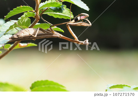 コカマキリ 107271570