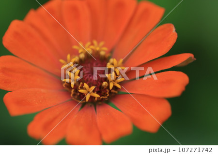 ジニア　0275 107271742