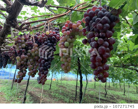 ワイン用ぶどう メルロー 107271745