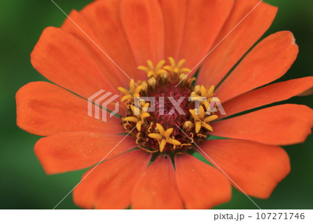 ジニア　0278 107271746