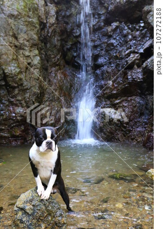 毛呂山町の獅子ヶ滝で後ろ脚で立って渓流を見つめるボストンテリアのマイティ君♡ 107272188