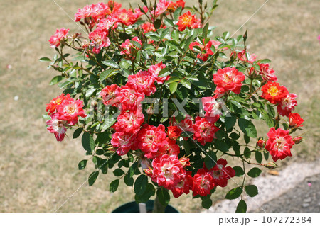 萬翠荘のバラの花 萬翠荘のバラの花 107272384