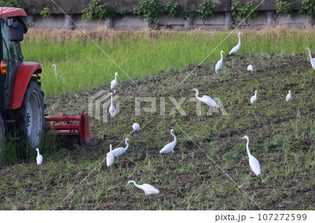 田んぼの白サギ 九月 田んぼの白サギ 九月 107272599