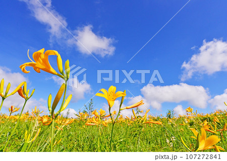ニッコウキスゲ　長野県霧ヶ峰高原 107272841