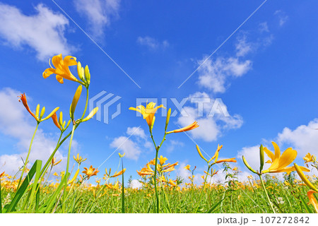 ニッコウキスゲ　長野県霧ヶ峰高原 107272842