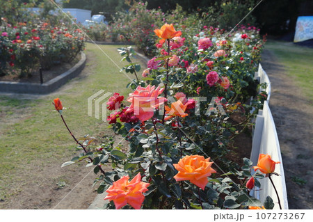 荒尾市 おもやい市民花壇 バラの花、 荒尾市 おもやい市民花壇 バラの花、 107273267