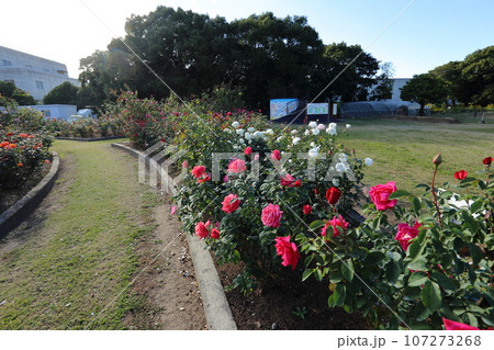 荒尾市 おもやい市民花壇 バラの花、 荒尾市 おもやい市民花壇 バラの花、 107273268