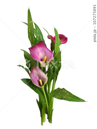Small bush with pink flowers and green leaves of Zantedeschia (calla) isolated 107273891