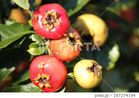 山査子の実 107274194