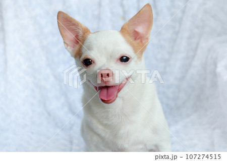 Cute fluffy Chihuahua dog on a white background. cute pets 107274515