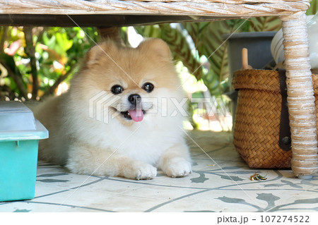 Cute fluffy Pomeranian dog on green grass outdoors. cute pets Cute fluffy Pomeranian dog on green grass outdoors. cute pets 107274522
