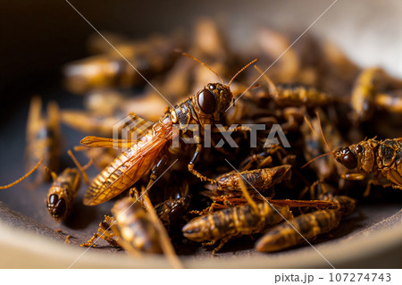 Fried edible insects on a plate. Crickets as snack, good source of protein. Entomophagy, insectivory concept. Close up view. Generative AI. 107274743