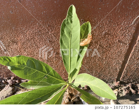 Cicada stains Cicada stains 107275165
