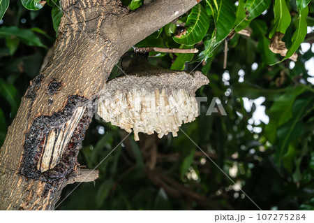 Wasp's nest Wasp's nest 107275284