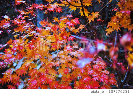 恵庭渓谷の紅葉 107276251