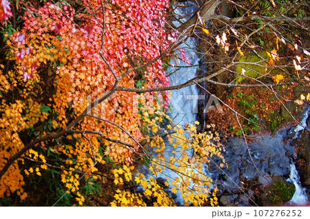 恵庭渓谷の紅葉 107276252