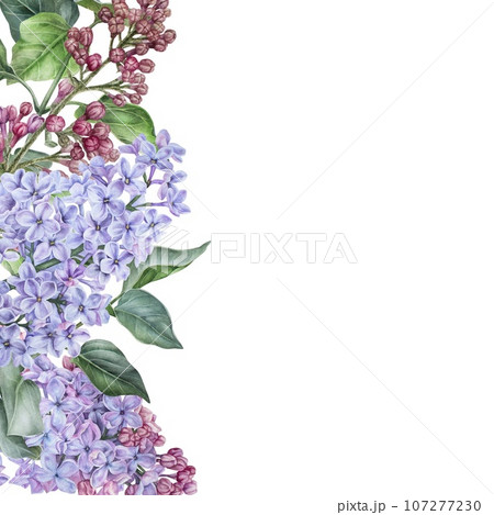 Square blank with purple lilac flowers. Watercolor illustration. Hand drawn on a white background.Empty space for text. Copyspace. Card template in floral style. Frame with a place for an inscription Square blank with purple lilac flowers. Watercolor illustration. Hand drawn on a white background.Empty space for text. Copyspace. Card template in floral style. Frame with a place for an inscription 107277230
