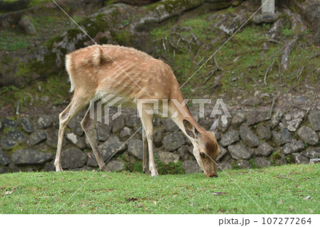 奈良の鹿 107277264