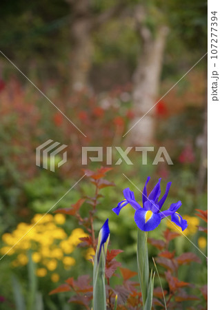 ダッチアイリス ダッチアイリス 107277394