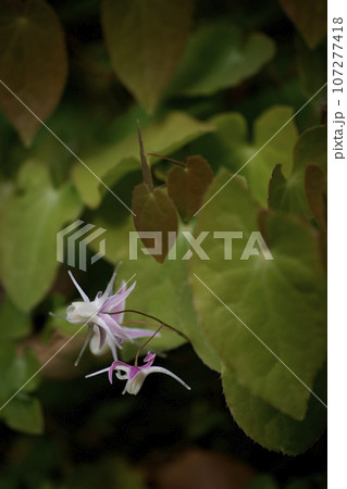 イカリソウ 107277418