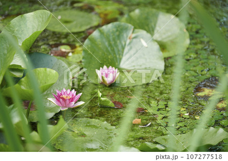 池に咲くピンク色のスイレンの花 107277518