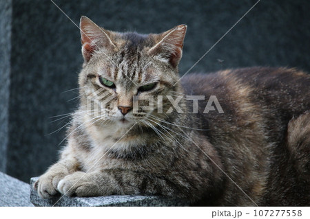 松山　石手寺の猫 107277558