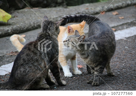 松山　石手寺の猫 107277560