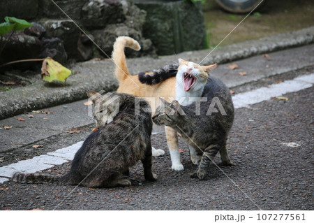 松山 石手寺の猫 松山 石手寺の猫 107277561