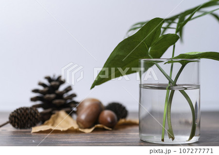 小さな木の実 小さな木の実 107277771