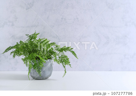 小さな鉢に植えたダバリアラビットフット 107277786