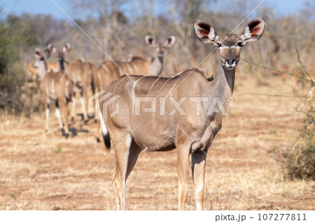 Kudu in Chobe national park 107277811