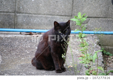 松山 石手寺の猫 松山 石手寺の猫 107277816