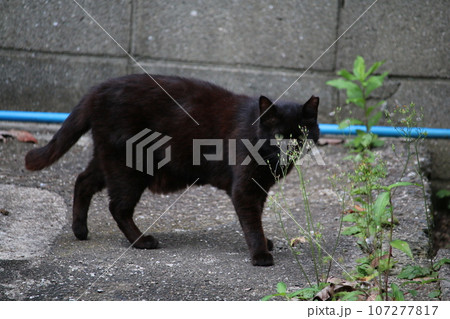 松山 石手寺の猫 松山 石手寺の猫 107277817