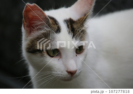 松山　石手寺の猫 107277818