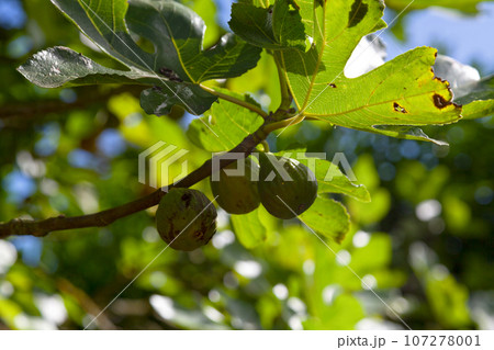 Figs hanging from the tree Figs hanging from the tree 107278001
