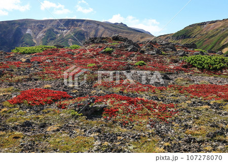 秋の北海道大雪山　御鉢平付近のイワツツジの紅葉 107278070