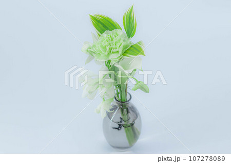 癒しの花:緑のカーネーションの接写 癒しの花:緑のカーネーションの接写 107278089