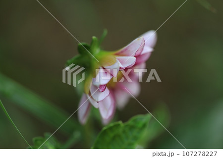 ダリア　0055 107278227