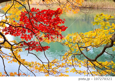 紅葉と水面　福島県五色沼 107278321