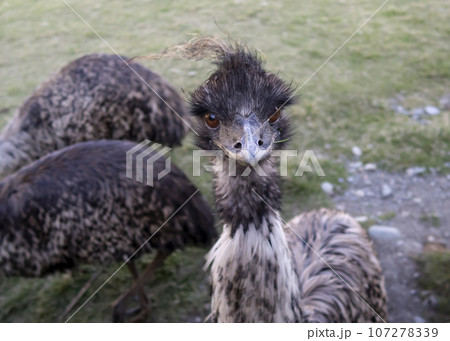 Portrait of a young ostrich with a fluttering forelock in full face 107278339