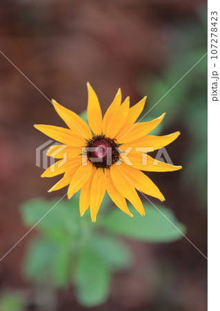 ルドベキア　0006 107278423