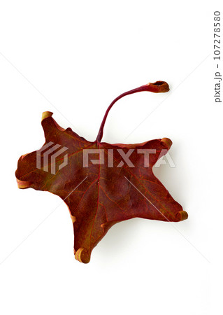 Dry fallen maple leaf. Autumn brown leaf isolated on white background 107278580