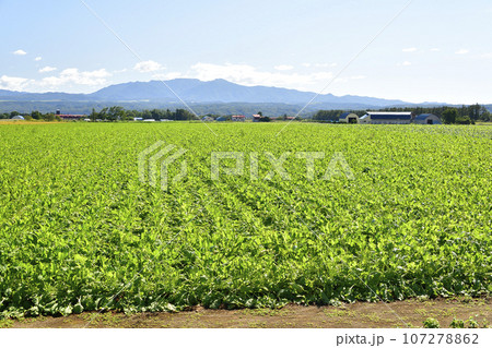 秋の北海道今金町で実りを迎えたビート畑の風景を撮影 秋の北海道今金町で実りを迎えたビート畑の風景を撮影 107278862