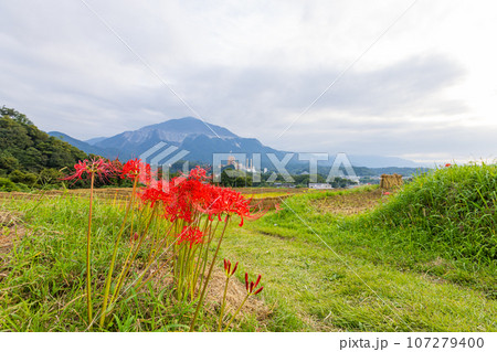 寺坂棚田の曼珠沙華 107279400