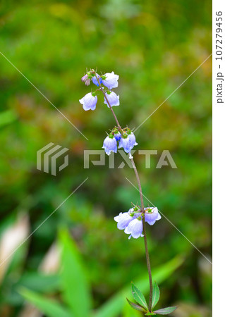 ハクサンシャジン 八方尾根にて ハクサンシャジン 八方尾根にて 107279456