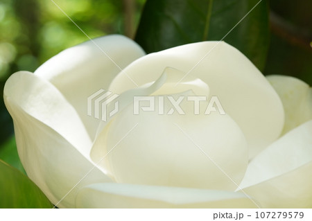 タイサンボクの白い花 107279579