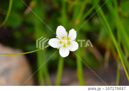 ウメバチソウ　八方尾根にて 107279887