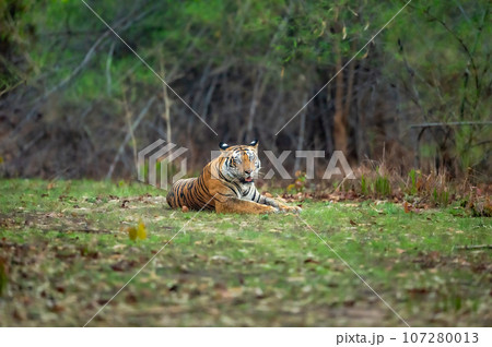 eye level shot of wild male bengal tiger or panthera tigris close up with eye contact in winter season safari natural green background bandhavgarh national park forest reserve madhya pradesh india eye level shot of wild male bengal tiger or panthera tigris close up with eye contact in winter season safari natural green background bandhavgarh national park forest reserve madhya pradesh india 107280013