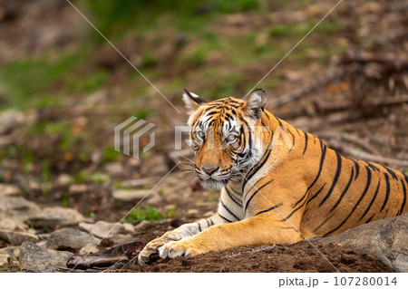 eye level shot of wild male bengal tiger or panthera tigris close up or portrait with eye contact in winter season safari at ranthambore national park forest reserve sawai madhopur rajasthan india eye level shot of wild male bengal tiger or panthera tigris close up or portrait with eye contact in winter season safari at ranthambore national park forest reserve sawai madhopur rajasthan india 107280014